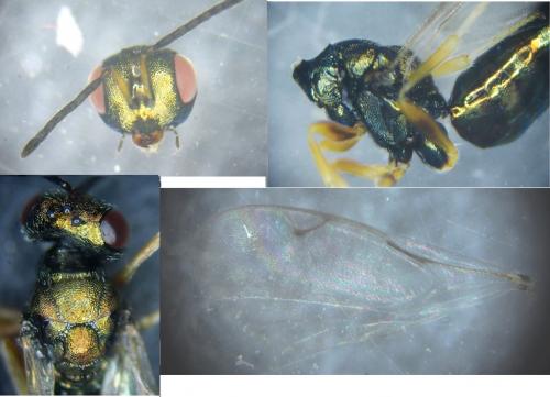 Réf. 204 721 : Plutothrix acuminata