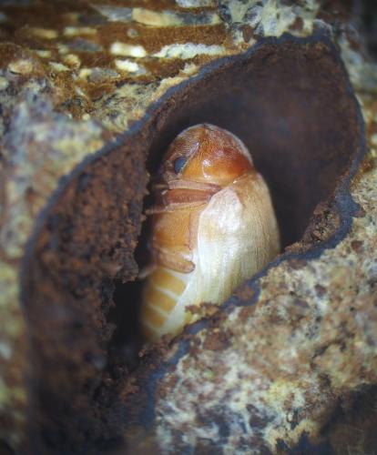 Dorcatoma dresdensis
