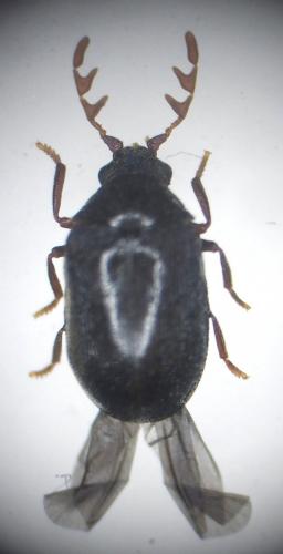 Dorcatoma dresdensis