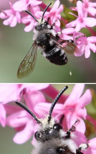 Réf. 204 067 : Melecta sp.
