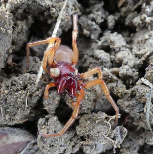 Réf. 204 241 : Dysdera crocata