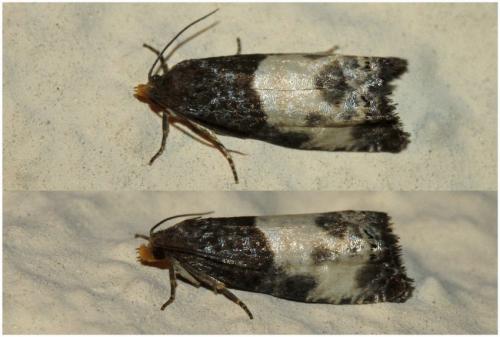 Notocelia cynosbatella