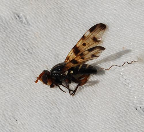 Otites porcus