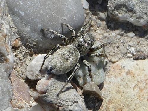 Heliophanus patagiatus