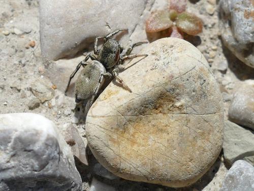Réf. 204 161 : Heliophanus patagiatus