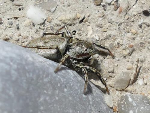 Heliophanus patagiatus