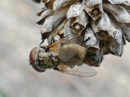 Phasia obesa