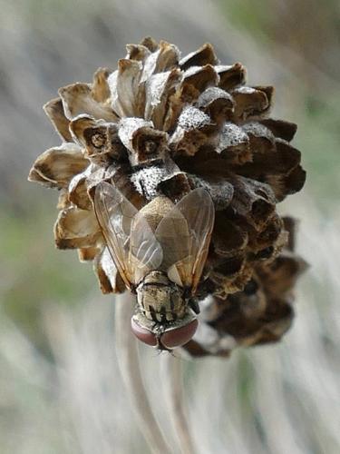 Phasia obesa
