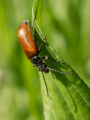 Réf. 204 099 : Omophlus sp.