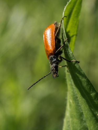 Réf. 204 100 : Omophlus sp.