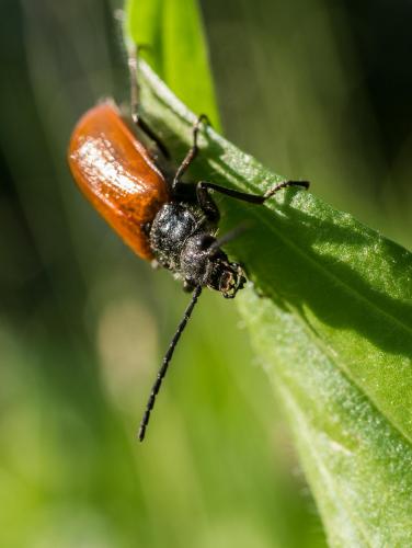 Omophlus sp.