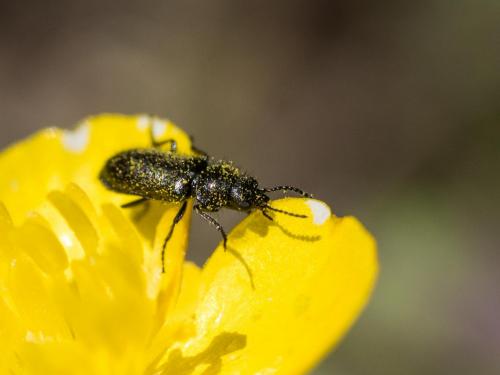 Réf. 204 254 : Dasytes tristiculus