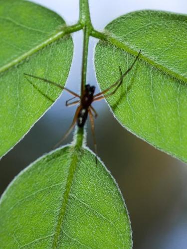 Frontinellina frutetorum