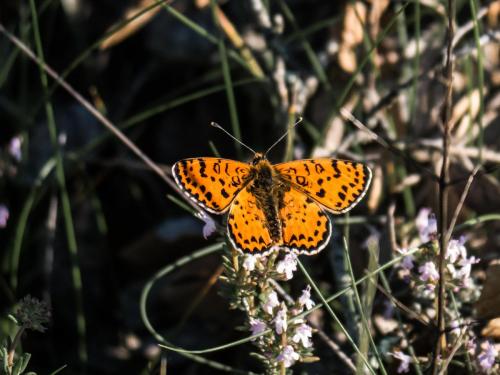 Réf. 204 450 : Melitaea didyma