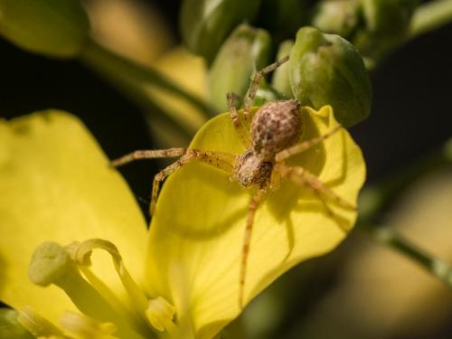 Philodromus sp.