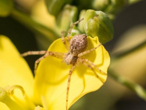 Philodromus sp.