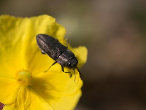 Réf. 204 447 : Anthaxia confusa