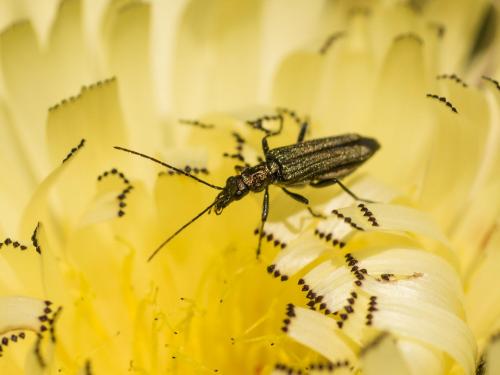 Oedemera flavipes
