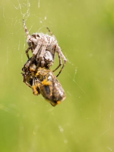 Agalenatea redii