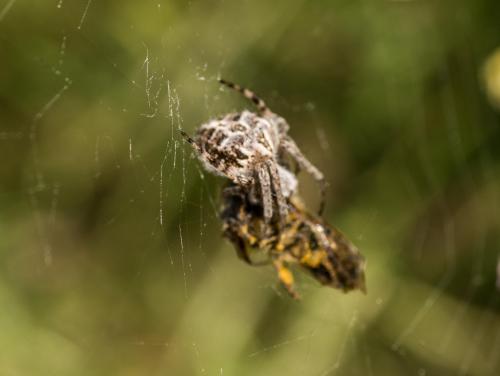Réf. 204 654 : Agalenatea redii