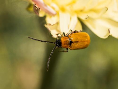 Réf. 204 645 : Exosoma lusitanicum
