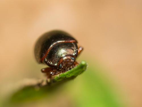 Réf. 204 840 : Chrysolina bankii
