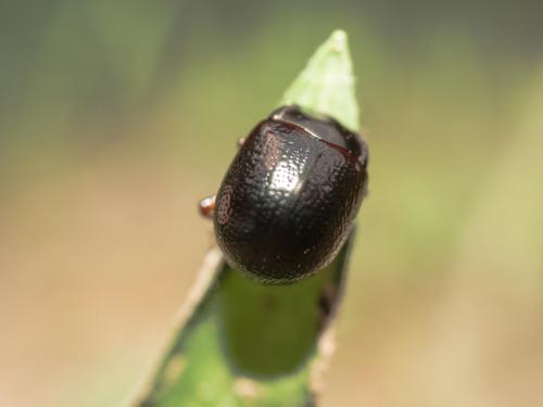 Réf. 204 839 : Chrysolina bankii