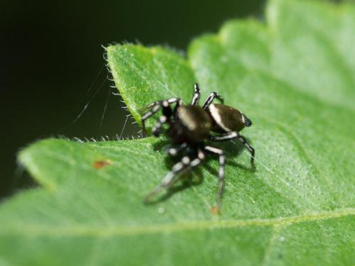 Heliophanus tribulosus