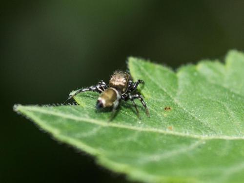 Réf. 204 843 : Heliophanus tribulosus