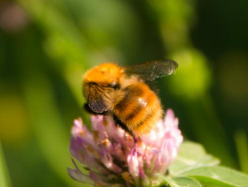 Réf. 204 943 : Bombus pascuorum