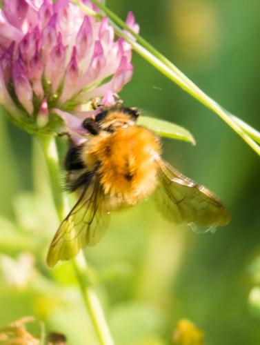 Bombus pascuorum