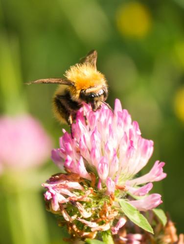 Bombus pascuorum