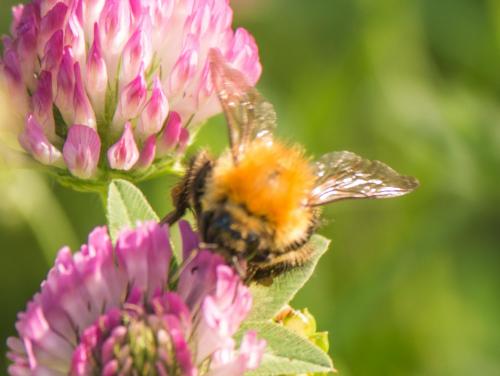 Bombus pascuorum