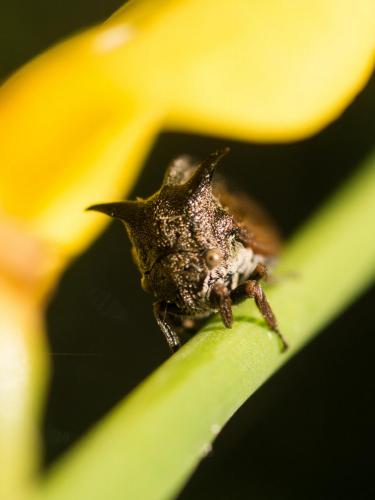 Centrotus cornutus