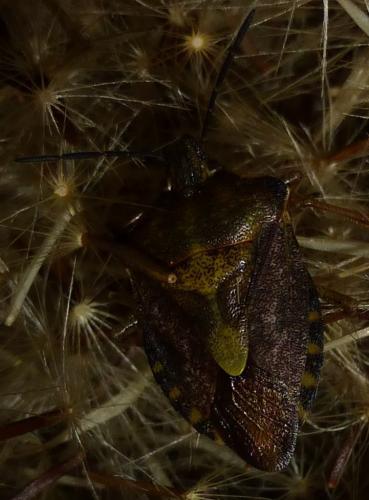 Carpocoris purpureipennis