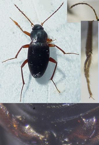 Réf. 204 825 : Choleva sp.