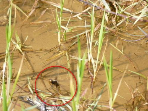 Libellula depressa