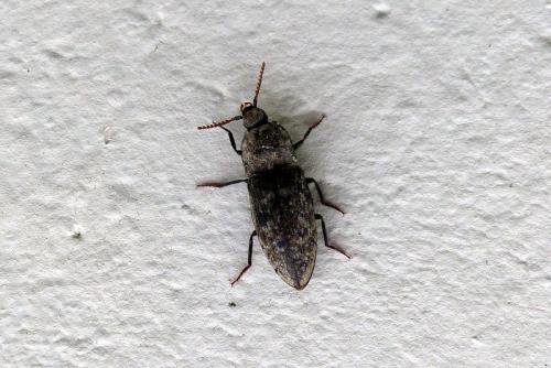 Agrypnus murinus