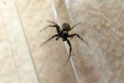 Xysticus sp.