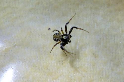 Xysticus sp.