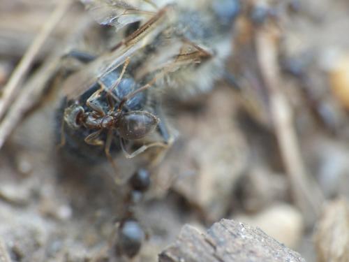 Lasius (niger)