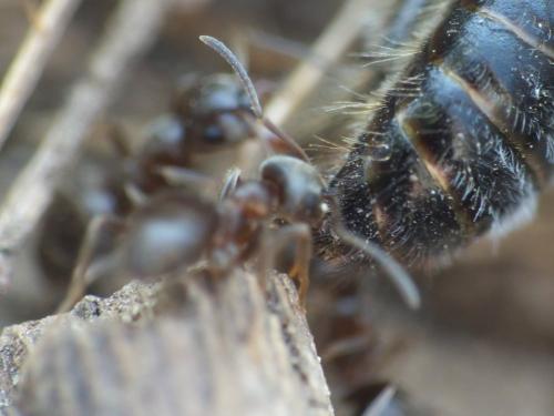 Lasius (niger)