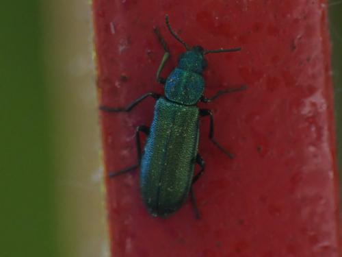 Réf. 204 001 : Psilothrix viridicoerulea