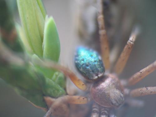 Philodromus sp.