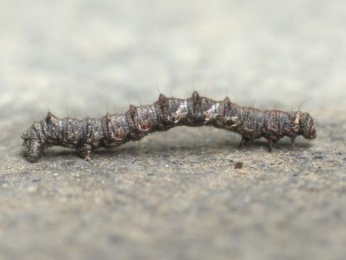 Phigalia pilosaria