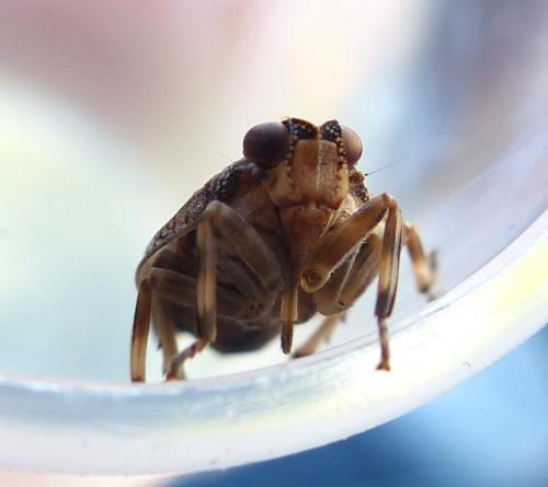 Issus coleoptratus