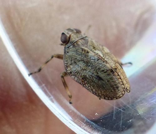 Issus coleoptratus