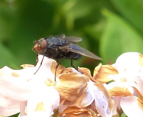 Réf. 204 077 : Calliphora vicina