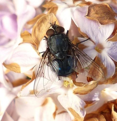 Calliphora vicina
