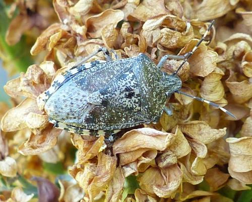 Rhaphigaster nebulosa